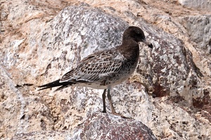 02122 belchers gull v1