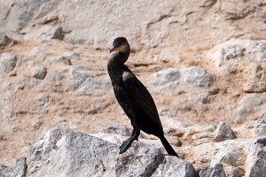 02126 neotropic cormorant v1