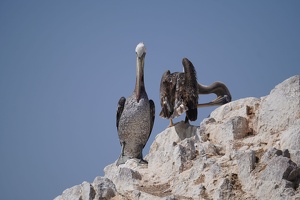 02131 two pelicans