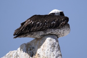 02134 pelican perched on a point v1