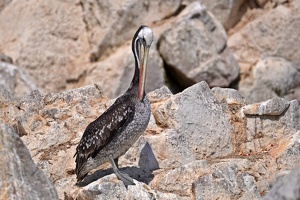 02138 peruvian pelican v1