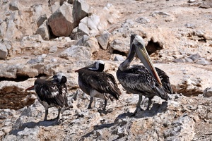 02143 line of pelicans v1
