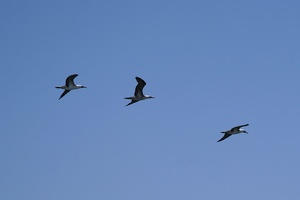 02145 three boobies v1
