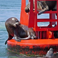 02166 sea lions v1