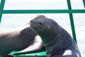 02190 sea lion