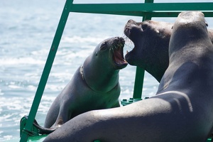 02199 spirited sea lion conversation