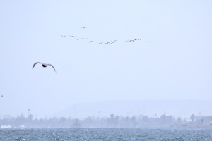 02221 flock of gulls v1
