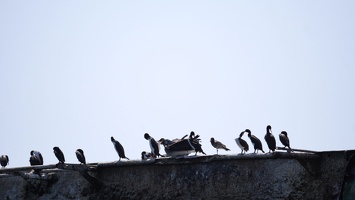 02230 cormorants pelicans and gulls v1