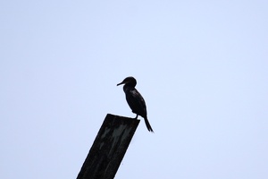 02241 neotropic cormorant silhouette v1