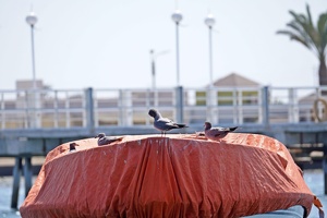 02246 grey gulls on a tarp v1