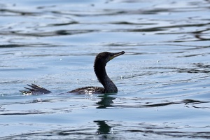 02251 neotropic cormorant v1