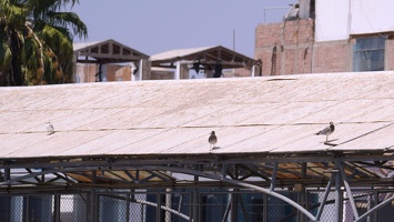 02253 back at paracas quay rooftop v1
