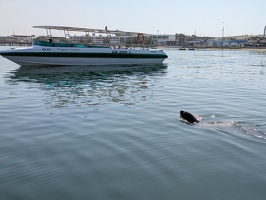 20250413 143109942 probably sea lion v1