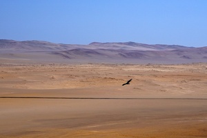 02274 bird on the landscape v1