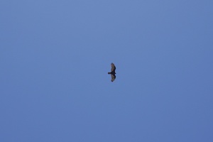 02305 turkey vulture in flight v1