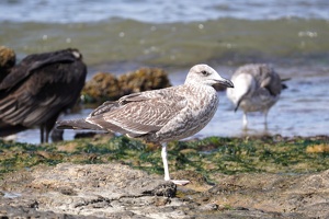 02331 black backed gull juvenile v1
