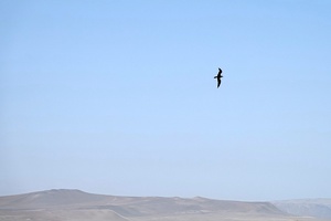02331 inca tern v1