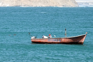 02333 fishing and birds around v1