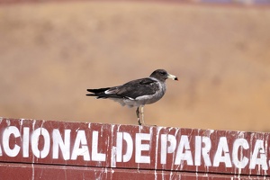 02336 belchers gull v1