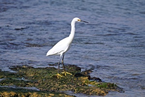 02337 snowy egret v1