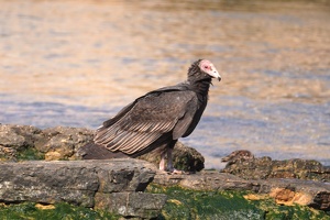 02343 turkey vulture v1