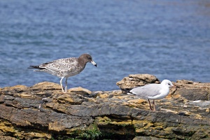 02345 two gulls v1