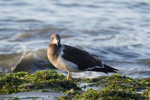 02378 belchers gull v1