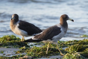 02380 belchers gull v1