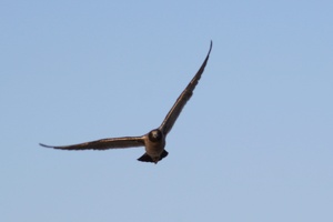 02401 probably belchers gull v1