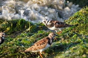 02402 ruddy turnstone v1-topaz-sharpen