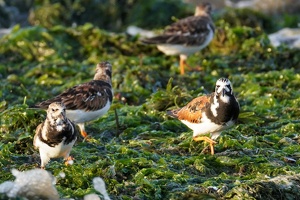 02404 ruddy turnstones v1