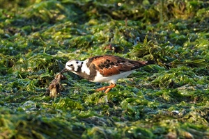 02410 ruddy turnstone with kelp v1-topaz-sharpen