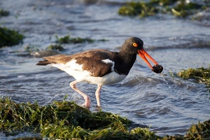 02422 oystercatcher at work v1