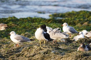 02441 misc birds including grey hooded gulls v1
