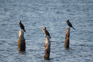 02442 three cormorants-topaz-sharpen