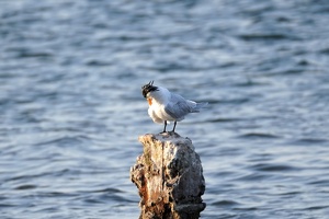 02448 royal tern v1-topaz-sharpen-denoise