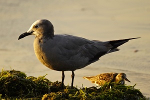 02455 gray gull v1