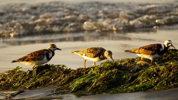 02457 ruddy turnstones v1