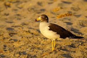 02461 belchers gull v1