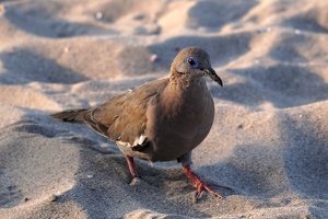 02463 west peruvian dove v1-topaz-sharpen