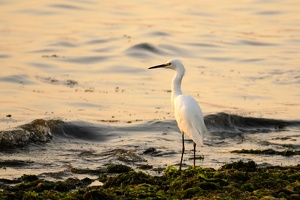 02486 snowy egret v1-topaz-denoise-sharpen