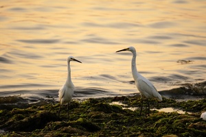 02493 two snowy egrets v1-topaz-sharpen