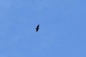 02461 black vulture v1