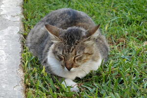 02464 cat v1