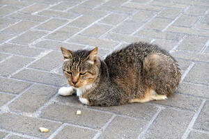 02469 cat and crumbs v1