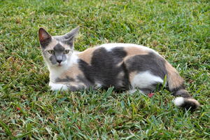 02483 a cat looking straight at camera v1