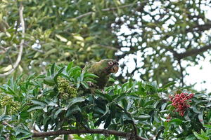 02498 red masked parakeet v1