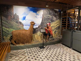 20250414 210734504 alpaca store exhibit