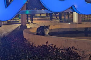 20250416 022926182 miraflores cat v1