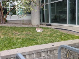 20250515 183111857 bunny